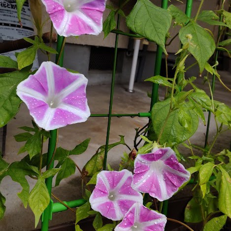 教会学校の子どもたちが植えた朝顔、今度はピンクの花がたくさん開花しました！