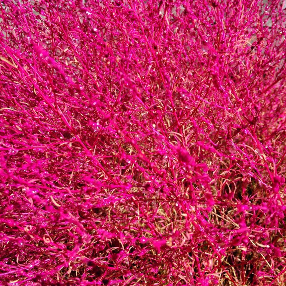 教会裏庭のほうき草（コキア）。ショッキングピンクの枝に水滴がついて美しすぎます。神さまの色彩感覚におどろくばかり。