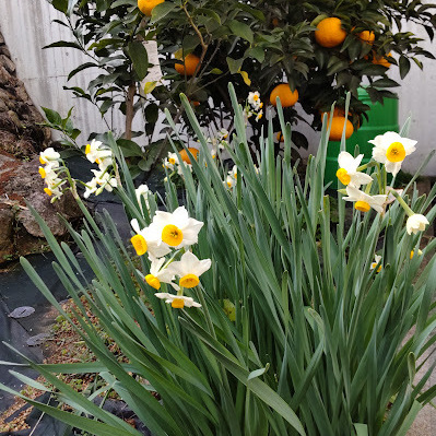 教会の裏庭に水仙の甘い香りがたちこめて、蜜柑の実がふくらみ、春が一歩一歩近づいてきています。