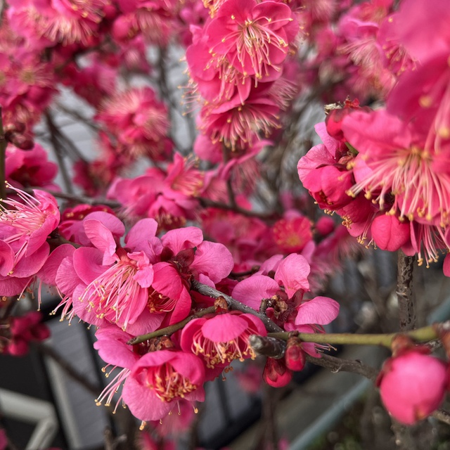 枝に溢れ咲く春の花に、圧巻しつつ、神さまの御才能、お力、お考え、すべてに平伏します。