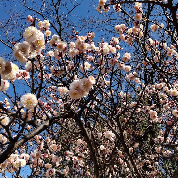 桜咲く前の　梅の清楚な佇まい　キリストの前に遣わされた　ヨハネを思う早春。