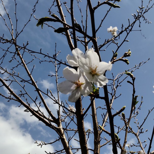 以前教会庭に植えられたソメイヨシノがぐんぐん背を伸ばし、今年はたくさん花をつけました♪