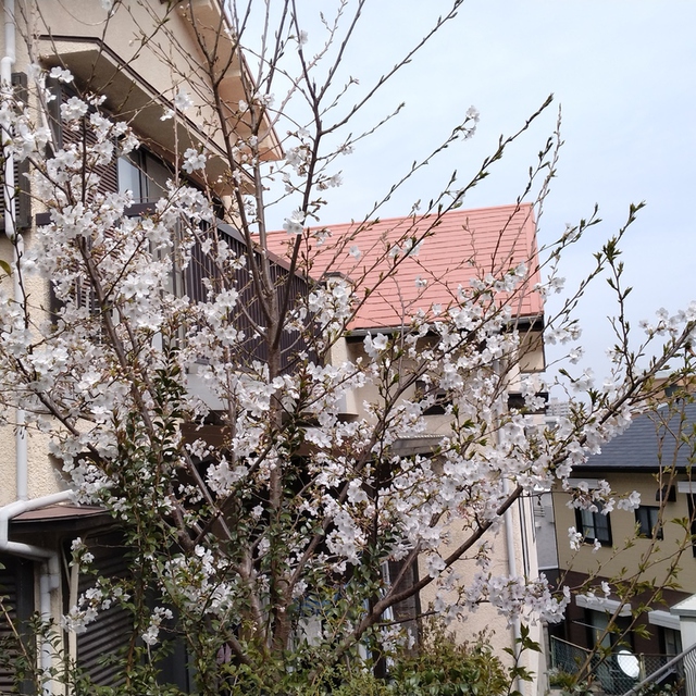 去年、初めて数輪だけ咲いた桜が、今年はこんなに咲きました。教会の庭にあります。