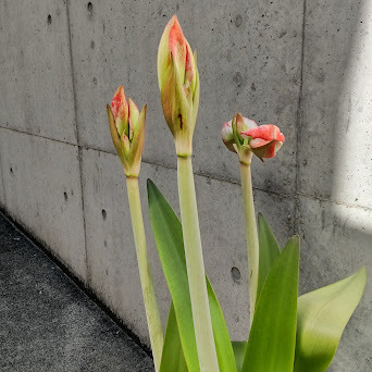 教会のアマリリス、つぼみが成長し数日前から大きく色づいてきました。もうすぐ開花です。