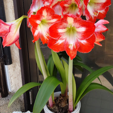 アマリリスの大輪が咲きました！凛とした茎や葉もつやがあって美しい。