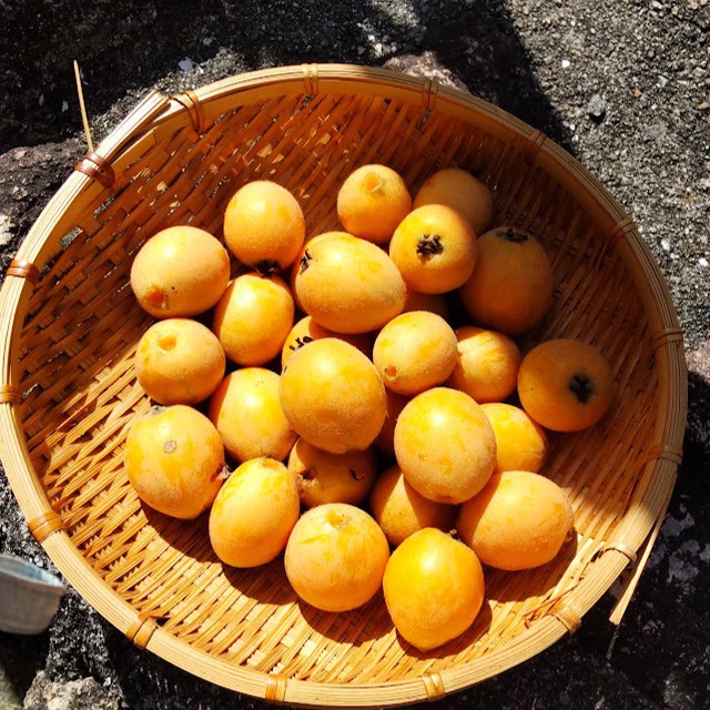 びわ、収穫しました♪（雨で収穫のタイミングが遅くなり、多くは鳥たちのおなかの中へ、、、）