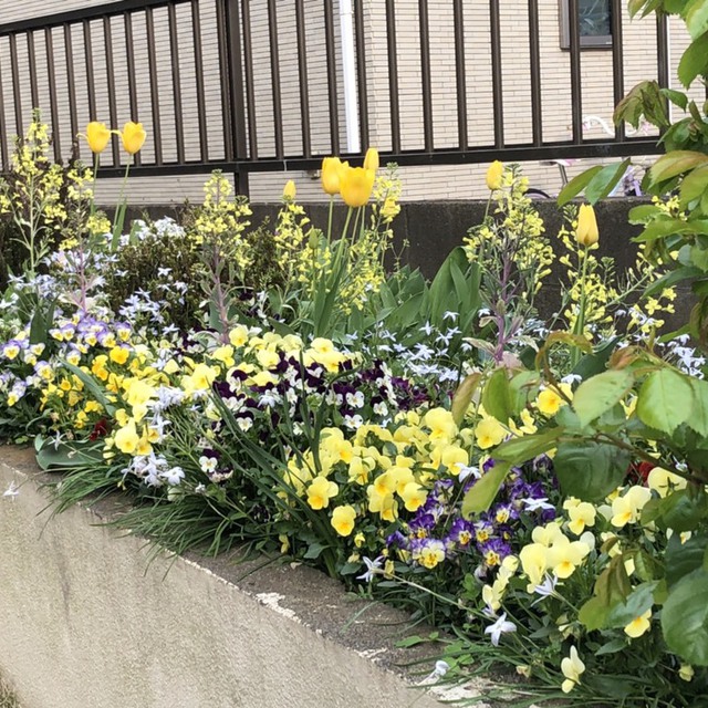 教会の花壇が花でいっぱいになりました。