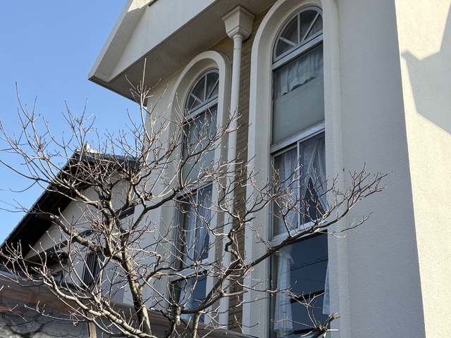 よっしーさんの この一枚「ハナミズキの花が咲くのが待ち遠しいです✨」