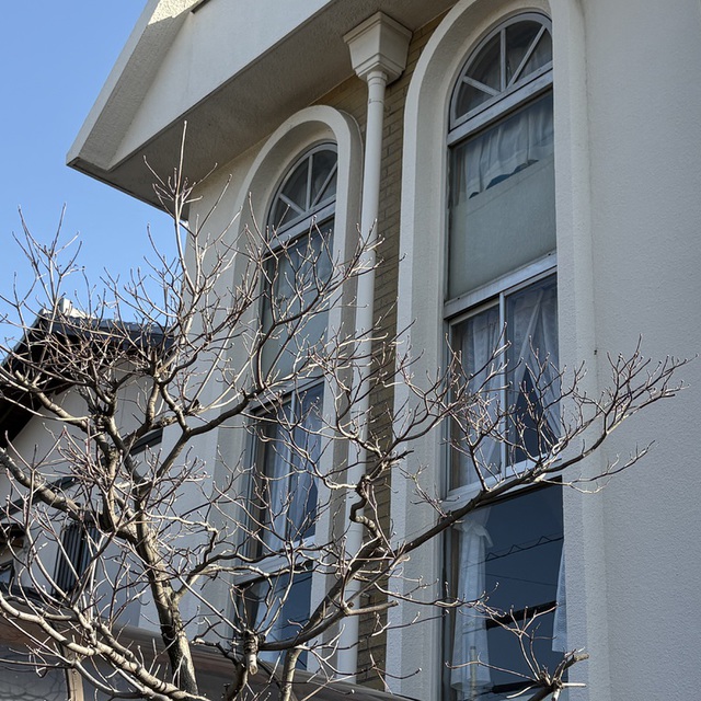 ハナミズキの花が咲くのが待ち遠しいです✨