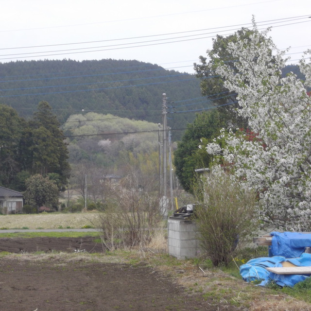 会堂北側の千渡の山の新緑　3