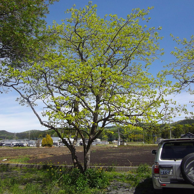 宇都宮教会の北側にある柿の木です。秋には柿の実がたくさんなるのが楽しみです。
