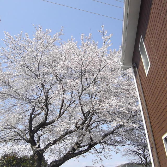 2020年4月4日、宇都宮教会の桜、その1、本当はこの桜の木の下でバーベキュー大会をする予定でした。
