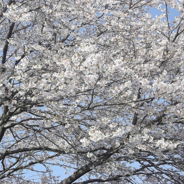 2020年4月4日宇都宮教会の桜、その2、BBQが出来なくてとても残念。
