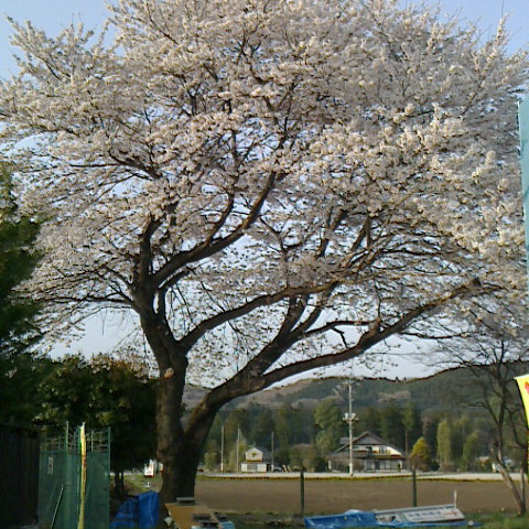 宇都宮教会の会堂の後ろには桜の木があります。
